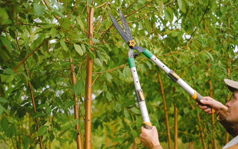 Tree trimming in Trenton, NC